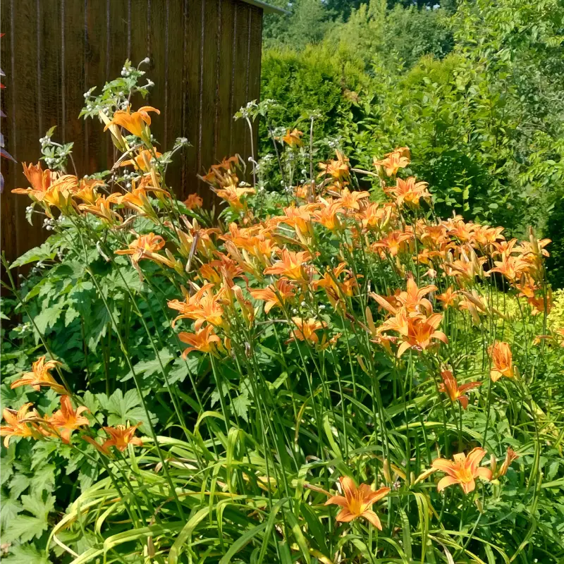 rod szarotka legnica kwiat